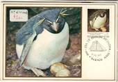ARGENTINA 1983 Maxim Cards. Penguins Birds Antarctic. Set of 10. - 20810 - PostalHist
