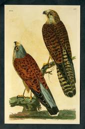 Modern Coloured Postcards from the British Library of Birds. Mainly old coloured illustrations from albums and books in the libr