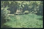 Modern Coloured Postcard in large size of Rainbow Springs Rotorua. - 100445 - Postcard