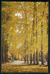 Modern Coloured Postcard in large size of Autumn in New Zealand. Probably Central Otago. - 100446 - Postcard
