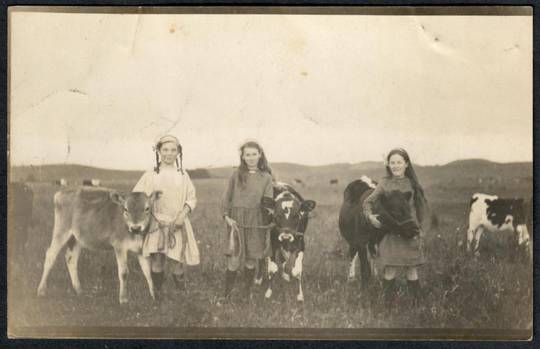 CALF DAY at the show. Typial New Zealand scene. Real Photograph - 241426 - Postcard