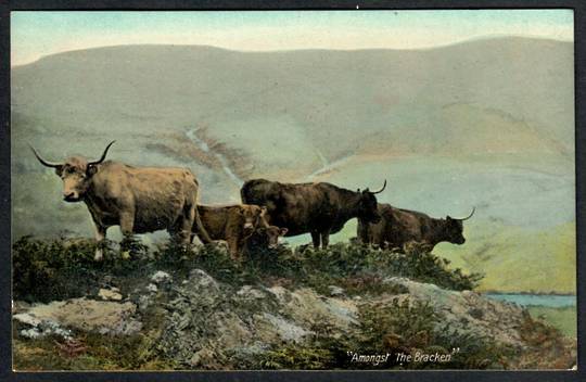 Hihland Cattle AMONGST ThE BRACKEN Coloured Postcard. - 241427 - Postcard