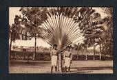 Real Photograph. A Travellers Palm at the Botannical Gardens Suva. - 243843 - Postcard
