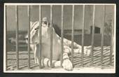 Real Photograph by N S Seaward of Lioness at Dunedin Zoo. - 249161 - Postcard