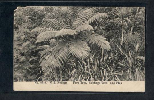 NEW ZEALAND Bush Fern Tree Cabbage Tree Flax Early Undivided Postcard Chewed at top left. - 249751