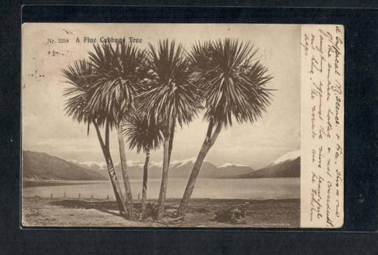 A fine cabbage tree. Early Undivided Postcard - 249754