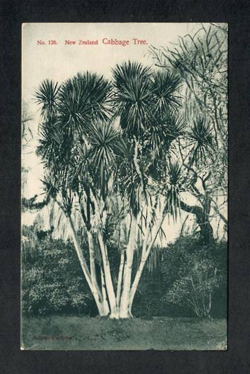 CABBAGE TREE New Zealand Postcard. - 249782 - Postcard