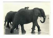 NETHERLANDS Modern Postcard Elephants. - 30474 - Postcard