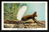 USA Coloured Postcard by Union Pacific Railroad of White-Tailed Squirrel. - 40695 - Postcard