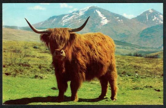 HIGHLAND COW Coloured Postcard. - 41439 - Postcard