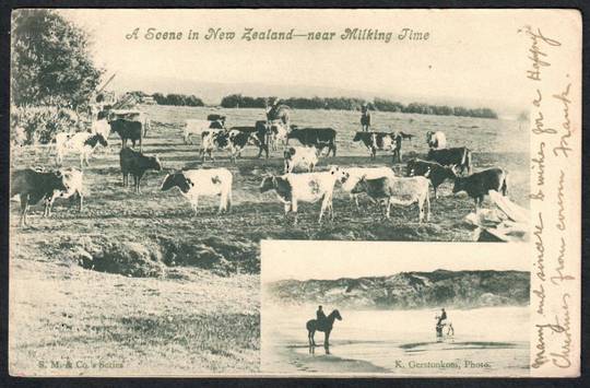 Postcard of a scene in New Zealand near milking time. - 41440 - Postcard