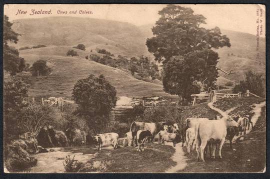 COWS and CALVES New Zealand Real Photograph - 41441 - Postcard