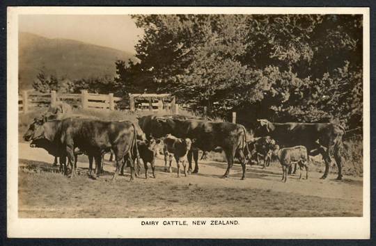 DAIRY CATTLE New Zealand Published by NZ High Commissioner London. - 41442 - Postcard