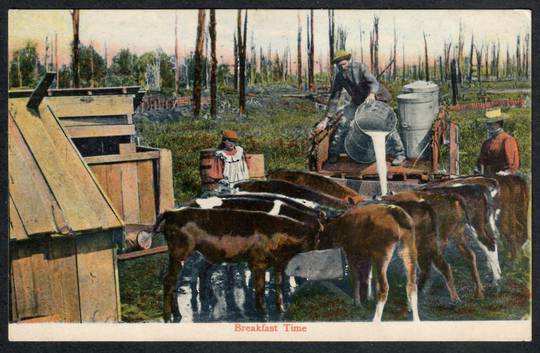 BREAKFAST TIME for the calves. Coloured Postcard. - 41444 - Postcard