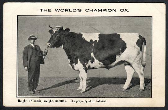 CHAMPION OX of the World. Postcard. - 41446 - Postcard