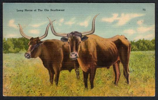 TEXAS LONGHORNS Coloured Postcard. - 41447 - Postcard