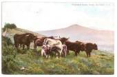 Coloured postcard of Highland Cattle near Dunedin. Excellent card. - 41753 - Postcard