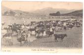 Postcard of Cattle on the Flaxbourne River. Poor condition but an excellent card demonstrating mixed breeds. - 41754 - Postcard