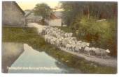 Coloured postcard. Sheep leaving a Sheepfold. - 41756 - Postcard