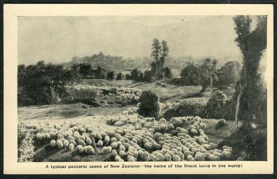 Postcard of a typical pastoral scene in New Zealand. The home of the finest lamb in the world. - 41759 - Postcard
