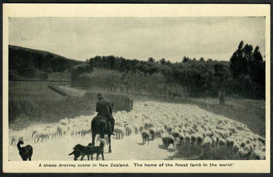 Postcard of a sheep droving scene in New Zealand. The home of the finest lamb in the world. - 41762 - Postcard