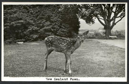 New Zealand FAWN Real Photograph by N S Seaward. - 41994 - Postcard