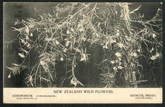 Wild Flowers. NEW ZEALAND Postcard by Spencer. - 42083 - Postcard