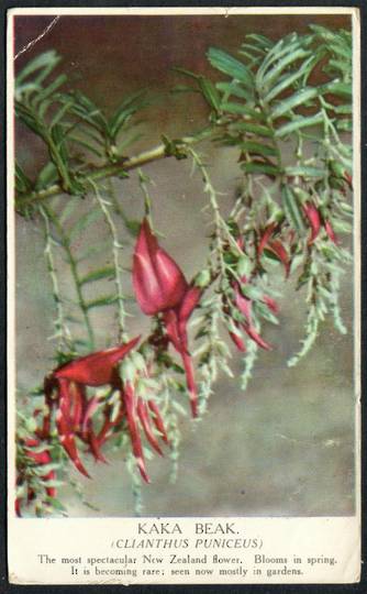 KAKA BEAK New Zealand  Coloured Postcard. - 42087 - Postcard