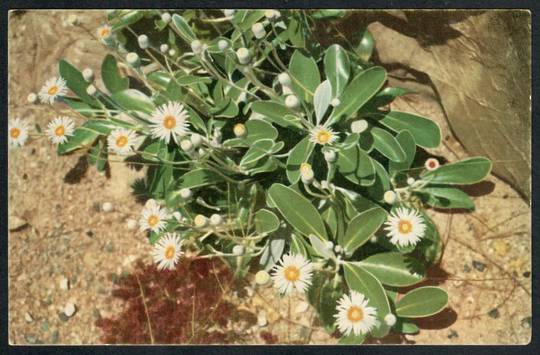 ROCK DAISY New Zealand Coloured Postcard. - 42088 - Postcard