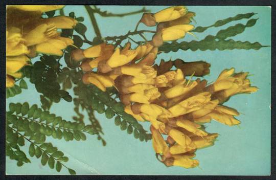 KOWHAI New Zealand Coloured Postcard. - 42090 - Postcard