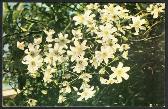 Coloured postcard by Reed of Clematis. - 42092 - Postcard