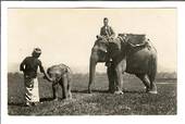 Superb Real Photograph of elephant and young. - 42127 - Postcard