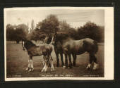 Excellent Real Photograph of Horses. - 42231 - Postcard
