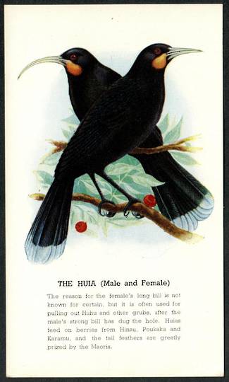 HUIA Male and Female. Coloured Postcard. - 43530 - Postcard