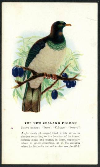 KERERU New Zealand Pigeon. Coloured Postcard. - 43532 - Postcard
