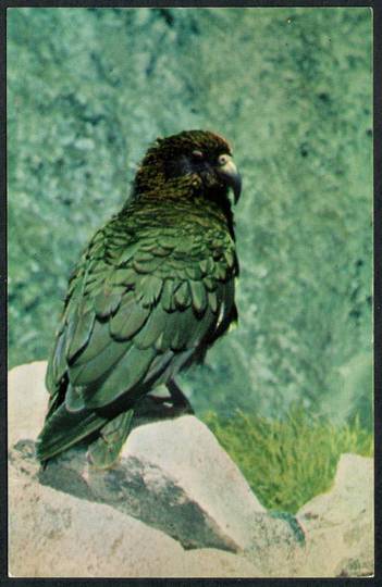 KEA New Zealand Coloured Postcard. - 43542 - Postcard