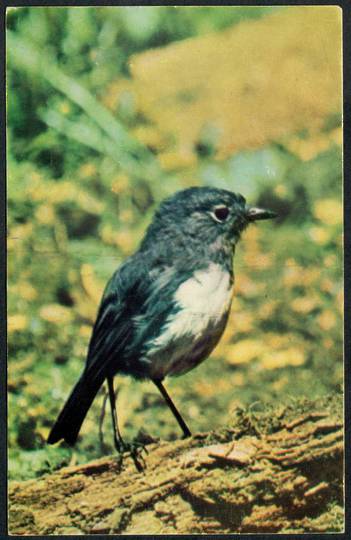 SOUTH ISLAND ROBIN Coloured Postcard. - 43545 - Postcard