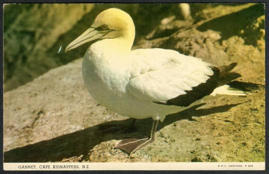 GANNET Cape Kidnappers. Coloured Postcard. - 43554 - Postcard