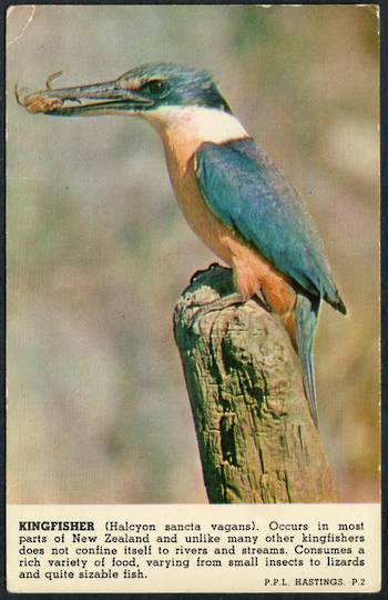 KINGFISHER New Zealand Coloured Postcard. - 43556 - Postcard