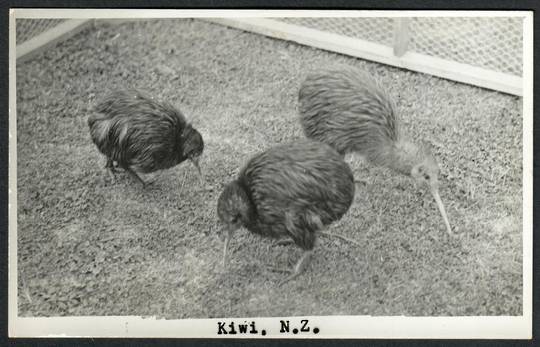 KIWI Real Photograph by N S Seaward. - 43558 - Postcard