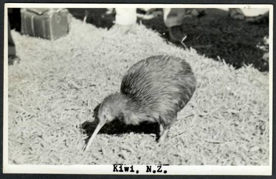 KIWI Real Photograph by N S Seaward. - 43559 - Postcard