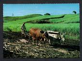 Coloured postcard of Indian Cane Farmer. - 43802 - Postcard
