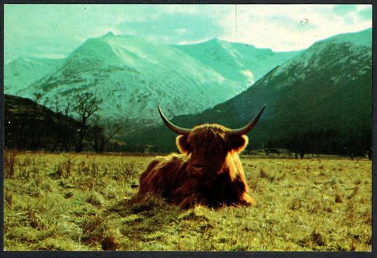 HIGHLAND Cow in Glen Nevis. Modern Coloured Postcard. - 441436 - Postcard