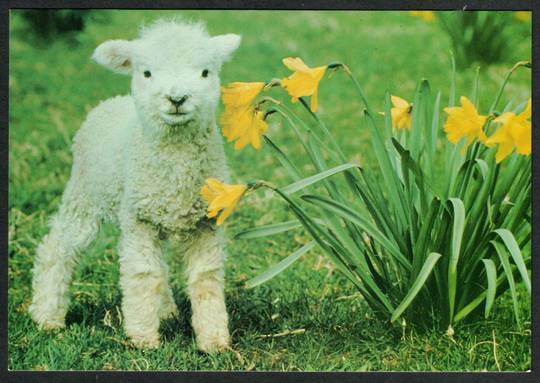 LAMB and Daffodils. Modern Coloured Postcard. - 441445 - Postcard