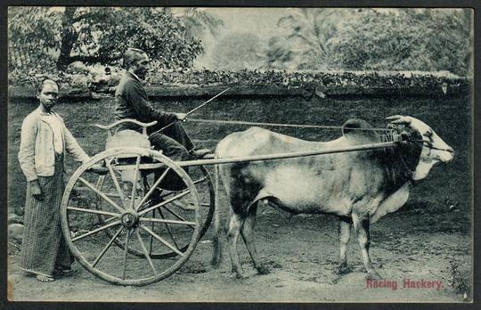 CEYLON Cattle. Ready to Race. - 441448 - Postcard