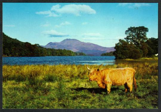 BEN LOMOND from Luss. Highland Cattle in the fireground. Real Photograph - 441449 - Postcard