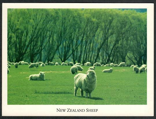 NEW ZEALAND SHEEP. Modern Coloured Postcard. Craig Potton. - 441988 - Postcard