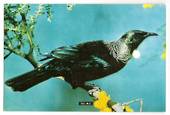 Modern Coloured Postcard by PPLtd of Tui. - 443516 - Postcard