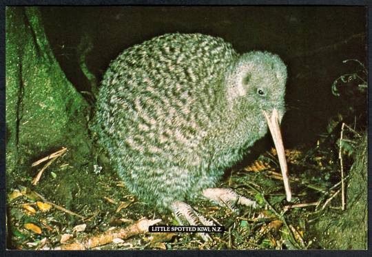 LITTLE SOOTTED KIWI Modern Coloured Postcard by PPL. - 443527 - Postcard