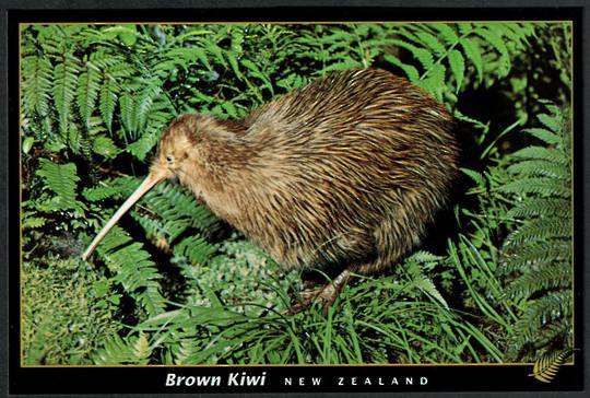 BROWN KIWI Modern Coloured Postcard by PPL - 443531 - Postcard